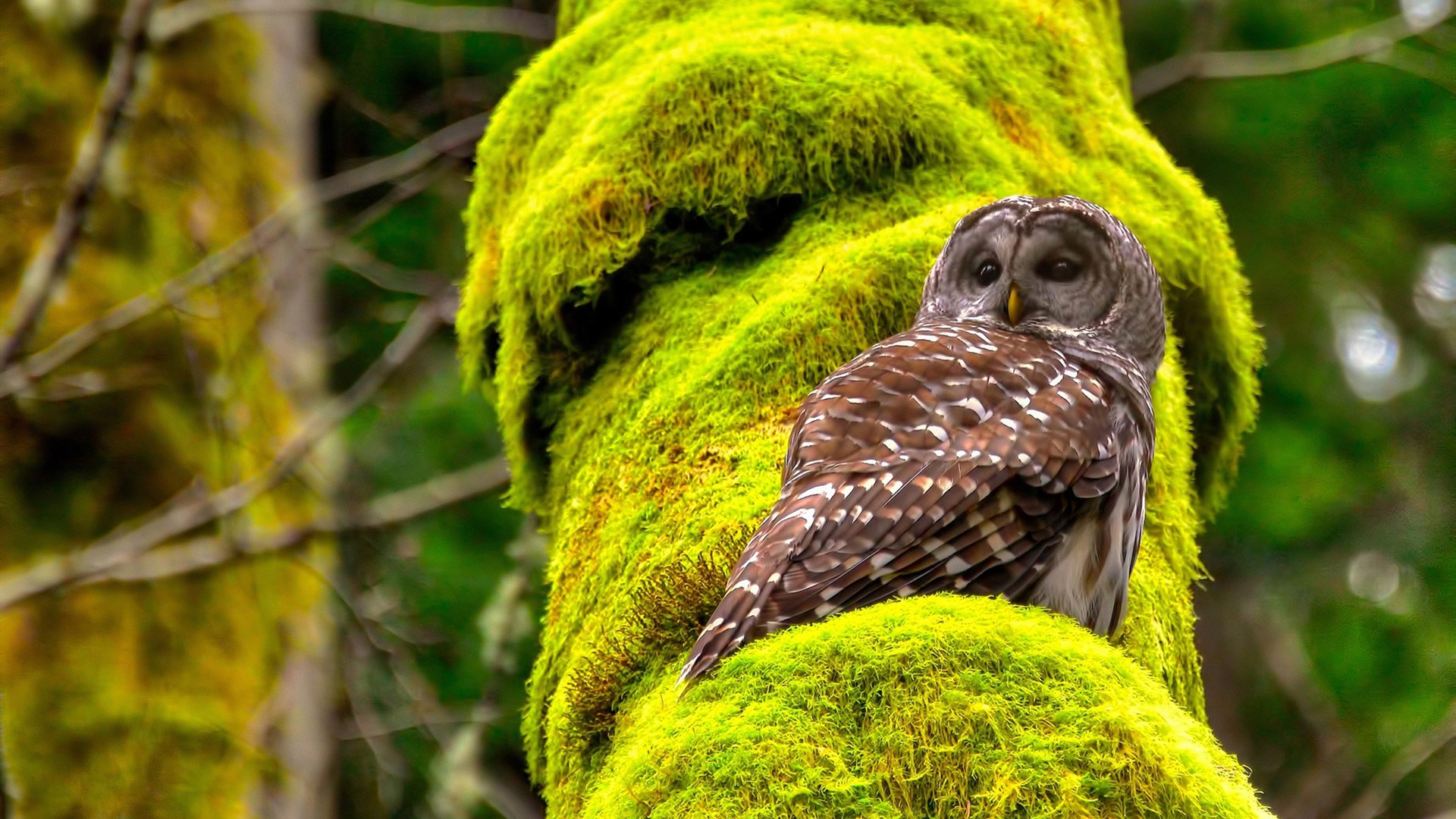 爱游戏体育（AYX）官方APP下载-“防守战术完全解析：联盟顶级防线如何布置”，联盟防守效率球队排名